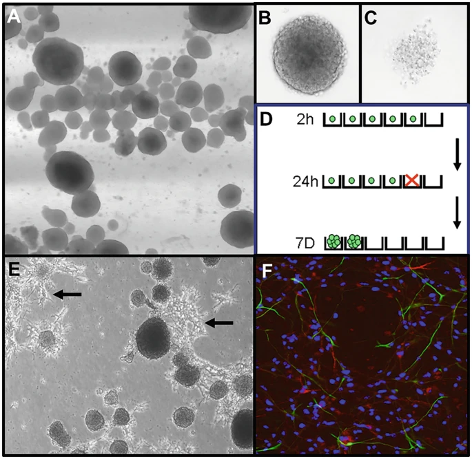 圖2：神經(jīng)球培養(yǎng)技術。