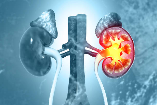 從糖尿病到狼瘡腎炎：干細胞能否治療繼發(fā)性腎??？