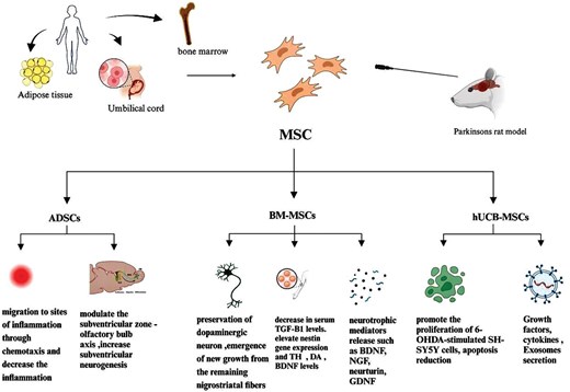 圖4：不同類型的間充質(zhì)干細(xì)胞在帕金森病中的治療潛力和機(jī)制的概述。