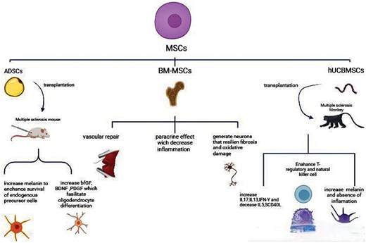 圖3：不同類型的間充質(zhì)干細(xì)胞 (MSC) 通過多種機(jī)制對(duì)多發(fā)性硬化癥的治療產(chǎn)生影響。