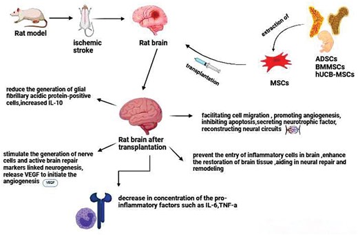 圖2.不同類型的間充質(zhì)干細(xì)胞治療中風(fēng)的機(jī)制。