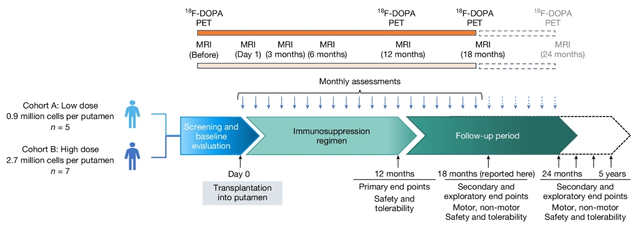 圖1：研究設(shè)計概要?；颊甙错樞蛉虢M低劑量組和高劑量組。