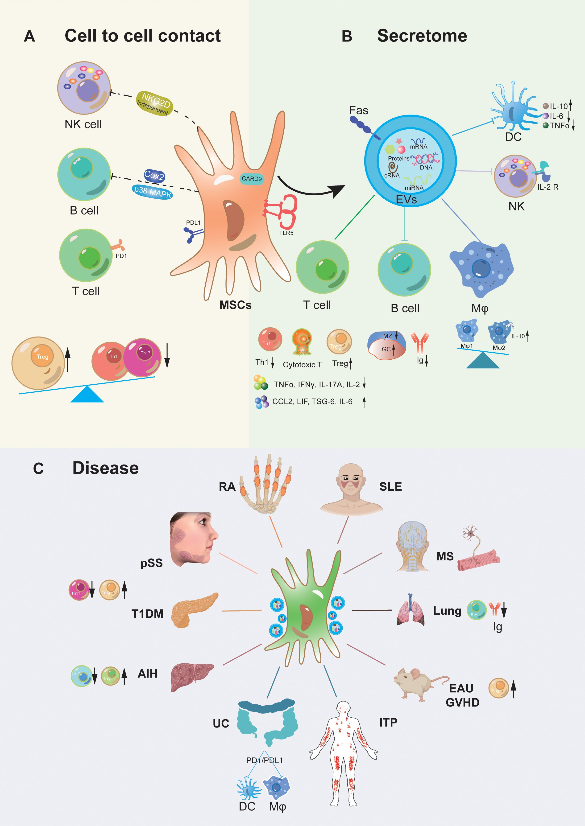 圖1：間充質(zhì)干細(xì)胞移植治療自身炎癥性疾病的作用機(jī)制。