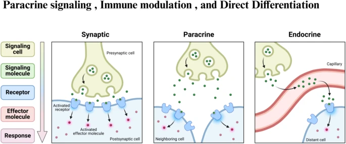 圖3：干細(xì)胞治療眼科疾病的旁分泌信號、免疫調(diào)節(jié)和直接分化等機(jī)制