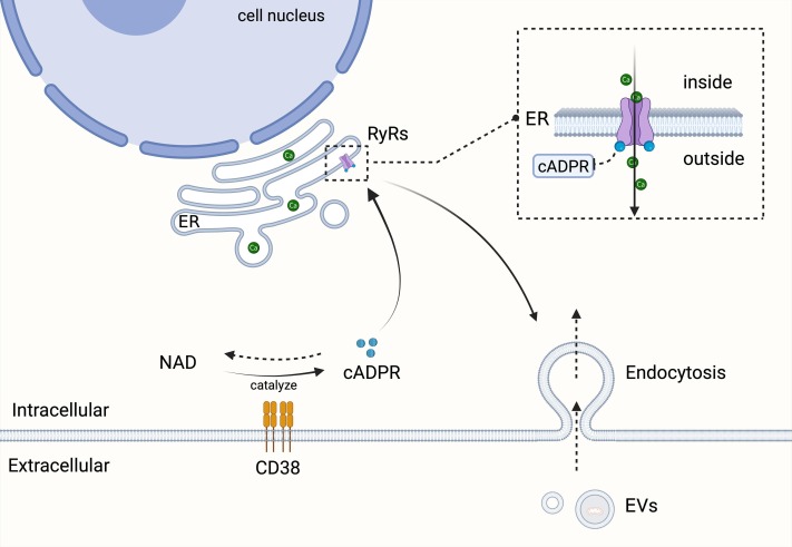 圖4:EV內(nèi)吞作用 圖4:EV內(nèi)吞作用
