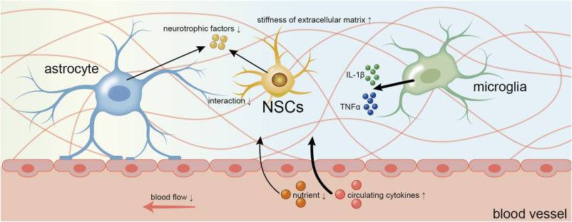 圖2：衰老過(guò)程中神經(jīng)干細(xì)胞微環(huán)境的變化。