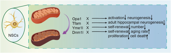 圖3：四種調(diào)控因子通過(guò)線粒體動(dòng)力學(xué)影響神經(jīng)干細(xì)胞。
