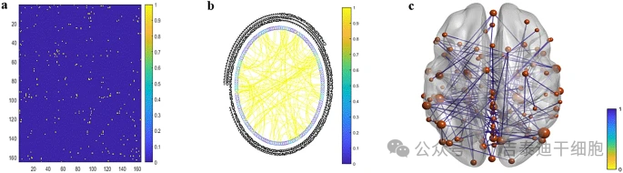圖5:(a) 加權(quán)鄰接矩陣和 (b) 循環(huán)網(wǎng)絡(luò)顯示多發(fā)性硬化癥組在治療6個月后的連接增加。 