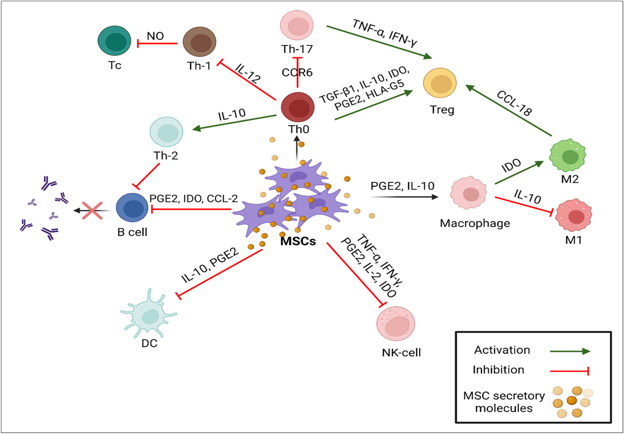 圖1：MSCs的免疫調(diào)節(jié)作用。