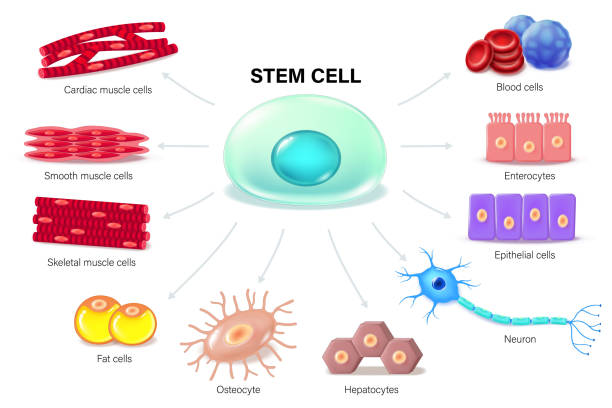 胚胎干細(xì)胞：再生醫(yī)學(xué)的終極密碼？｜九大觀點(diǎn)揭秘細(xì)胞治療的曙光與暗礁