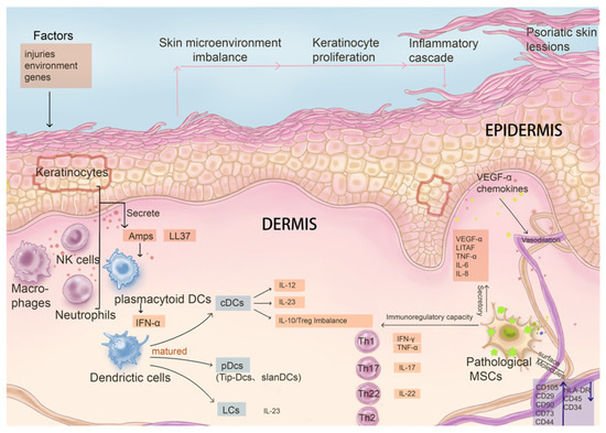 圖3：病理性間充質(zhì)干細胞與關(guān)鍵免疫系統(tǒng)細胞及銀屑病發(fā)病因素的影響及相互作用。