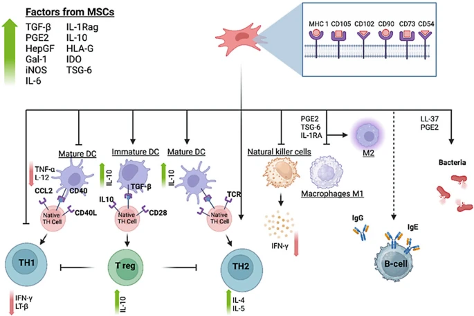 圖3：MSC與免疫細(xì)胞的相互作用。