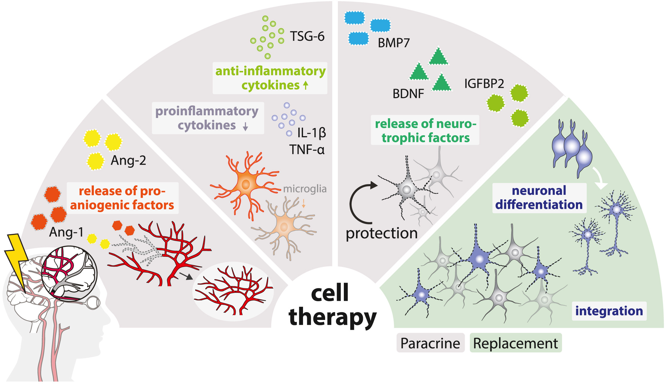 圖1：缺血性中風(fēng)的病理生理涉及神經(jīng)元變性、細(xì)胞凋亡增加、星形膠質(zhì)細(xì)胞和小膠質(zhì)細(xì)胞的激活以及血管重塑。細(xì)胞療法可通過多種旁分泌機(jī)制或直接細(xì)胞替換來逆轉(zhuǎn)這些過程。