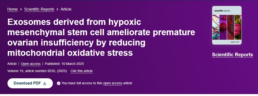 缺氧間充質(zhì)干細(xì)胞來(lái)源的外泌體通過(guò)降低線粒體氧化應(yīng)激改善卵巢功能不全 缺氧間充質(zhì)干細(xì)胞來(lái)源的外泌體通過(guò)降低線粒體氧化應(yīng)激改善卵巢功能不全