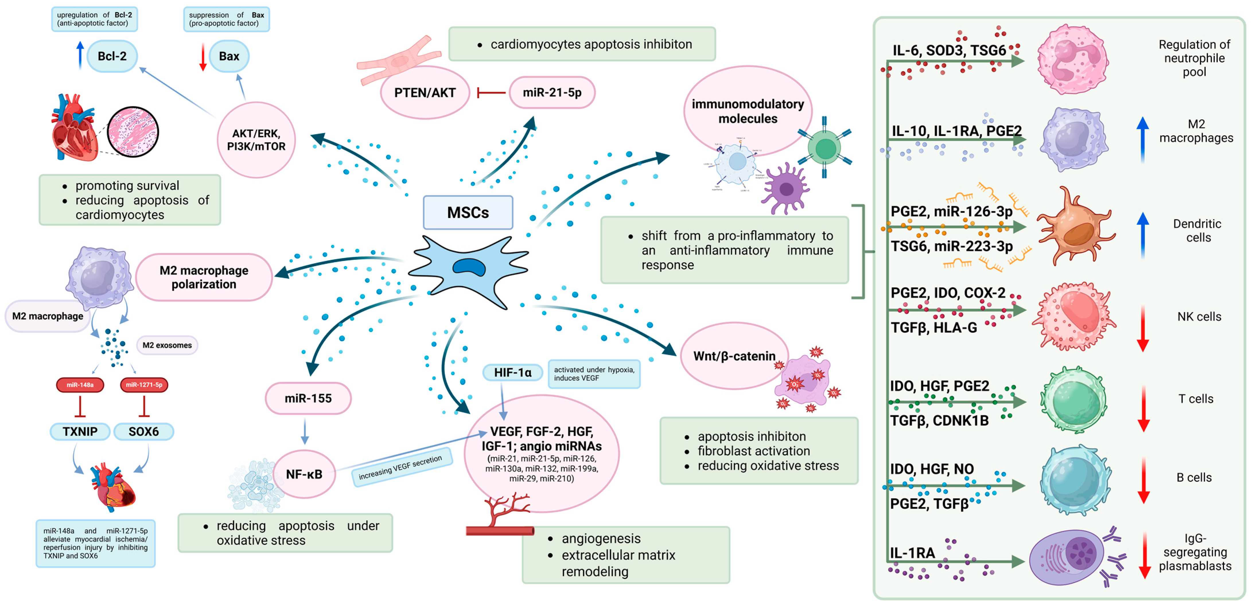 圖2：MSC發(fā)揮治療作用的機(jī)制。MSC在調(diào)節(jié)免疫反應(yīng)和支持心臟組織修復(fù)方面發(fā)揮著關(guān)鍵作用。
