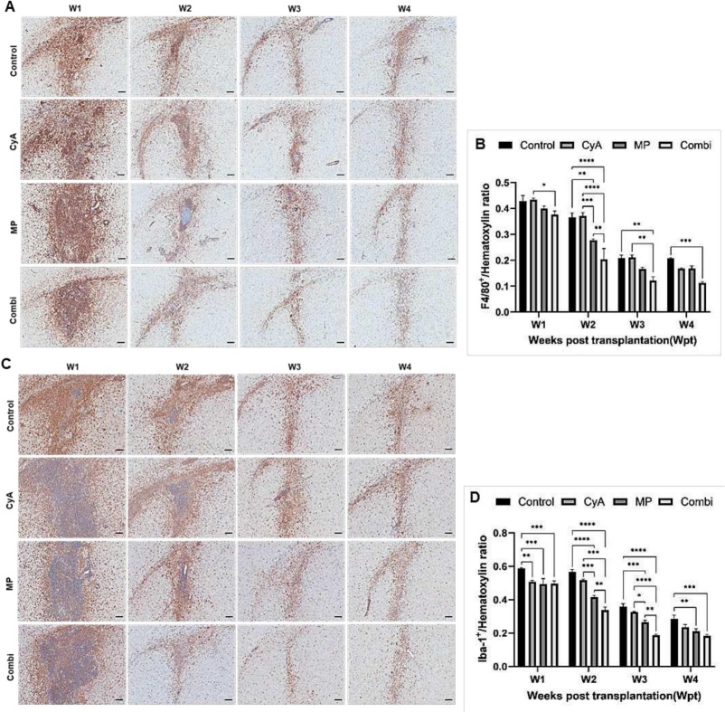 圖4：移植異種NSC的免疫抑制C57BL/6小鼠紋狀體中的小膠質(zhì)細胞/巨噬細胞的組織學分析。