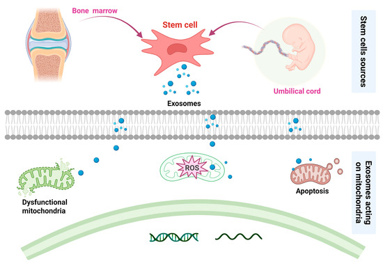 圖4：基于間充質(zhì)干細(xì)胞治療骨關(guān)節(jié)炎的潛在機(jī)制。
