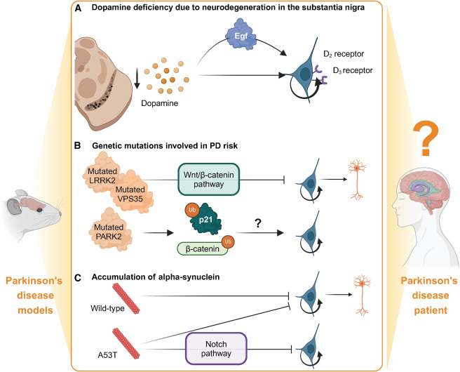 圖4:影響成人神經(jīng)發(fā)生的帕金森病病理特征 圖4:影響成人神經(jīng)發(fā)生的帕金森病病理特征