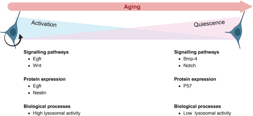 圖3:活躍和靜止神經(jīng)干細(xì)胞之間的差異 圖3:活躍和靜止神經(jīng)干細(xì)胞之間的差異