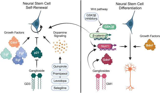 圖5:促進(jìn)神經(jīng)發(fā)生作為帕金森病治療方法的策略 圖5:促進(jìn)神經(jīng)發(fā)生作為帕金森病治療方法的策略