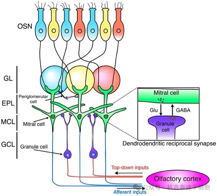 圖2：這是嗅球神經(jīng)網(wǎng)絡(luò)的示意圖。