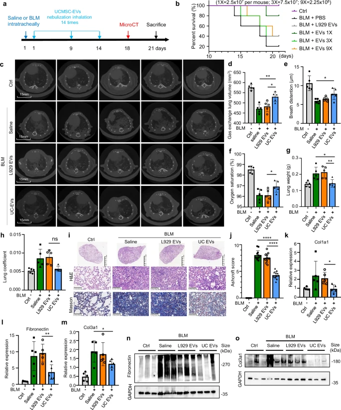 圖2：霧化 hUCMSC-EVs 治療小鼠損傷性肺纖維化的療效。