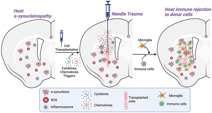 圖1：限制供體細(xì)胞存活和植入的因素。