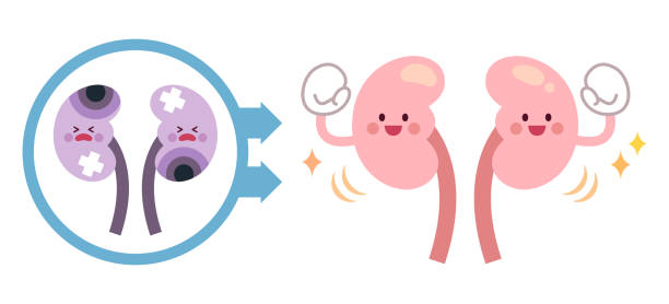 干細(xì)胞療法能讓腎臟再生嗎？科學(xué)真相與臨床進(jìn)展