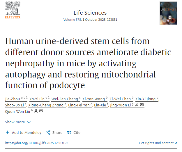 不同供體來(lái)源的人尿干細(xì)胞通過(guò)激活自噬和恢復(fù)足細(xì)胞線粒體功能改善小鼠糖尿病腎病 不同供體來(lái)源的人尿干細(xì)胞通過(guò)激活自噬和恢復(fù)足細(xì)胞線粒體功能改善小鼠糖尿病腎病