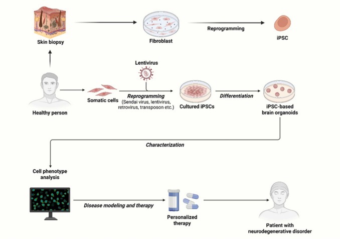 圖2.使用iPSC衍生的類器官對ND進行建模和治療的說明。