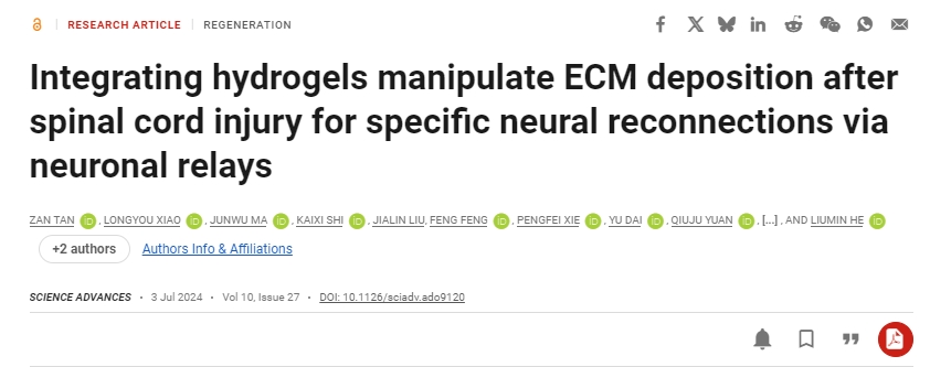 整合水凝膠可控制脊髓損傷后的ECM沉積，從而通過神經(jīng)元中繼實現(xiàn)特定的神經(jīng)重新連接