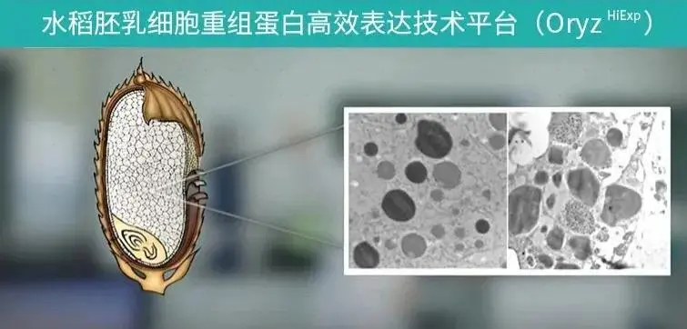 水稻胚乳細(xì)胞重組蛋白高效表達(dá)技術(shù)平臺(tái)