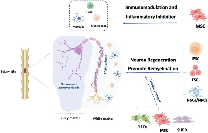 圖2：脊髓損傷細胞治療的細胞靶點和潛在機制。