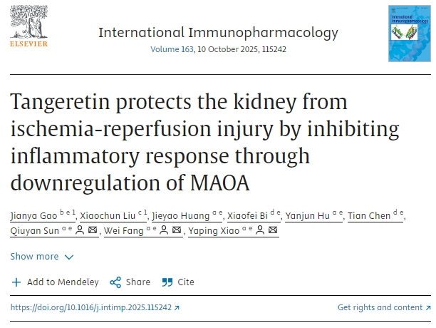 橘皮素通過下調(diào)MAOA抑制炎癥反應(yīng)，保護(hù)腎臟免受缺血再灌注損傷