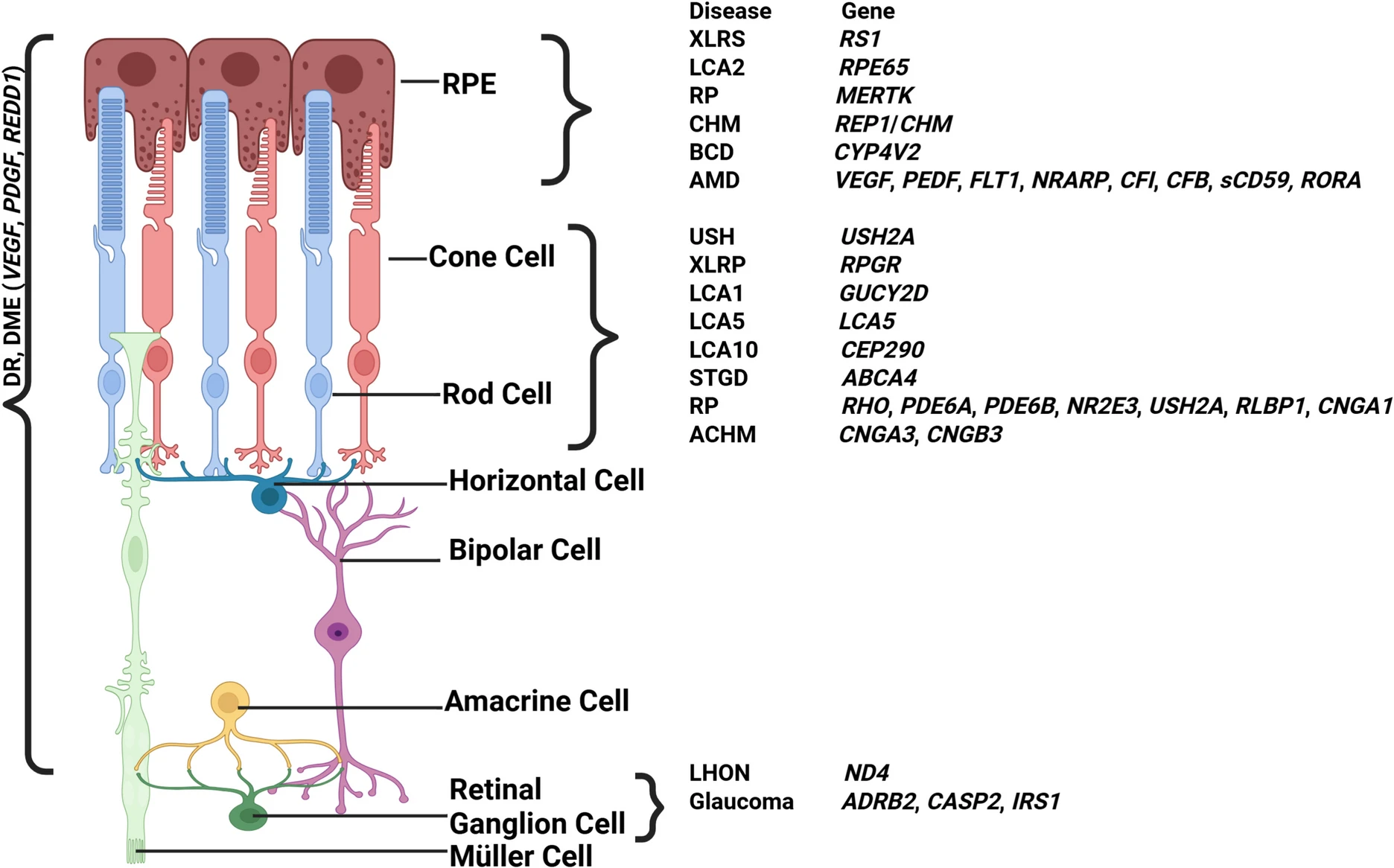 圖3：視網(wǎng)膜退行性疾病及相關(guān)基因示意圖。