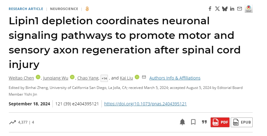 脂磷脂1耗竭協(xié)調(diào)神經(jīng)元信號通路以促進脊髓損傷后運動和感覺軸突再生