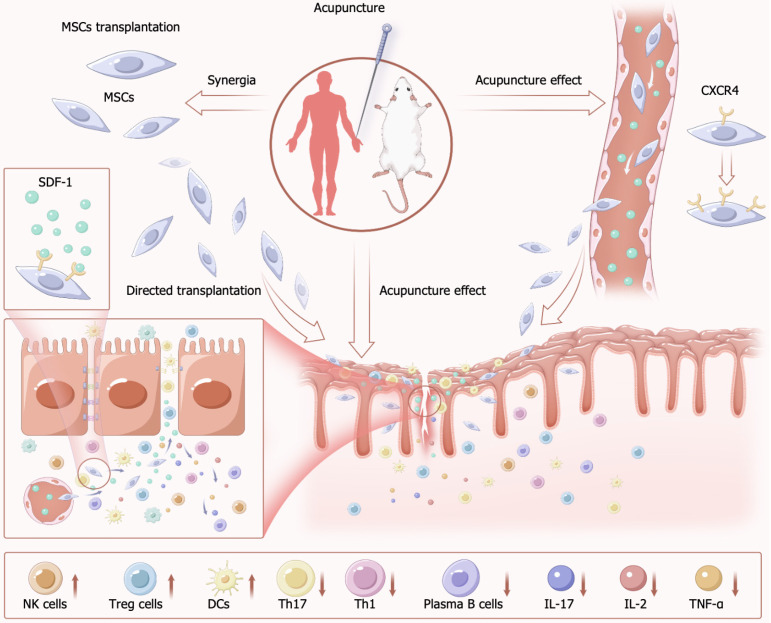 圖3：針刺聯(lián)合間充質(zhì)干細(xì)胞治療炎癥性腸病的機(jī)制