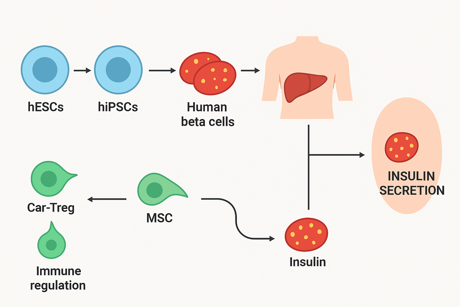 新研究有望終結(jié)胰島素注射！《糖尿病研究雜志》：干細(xì)胞療法可功能性治愈1型糖尿病