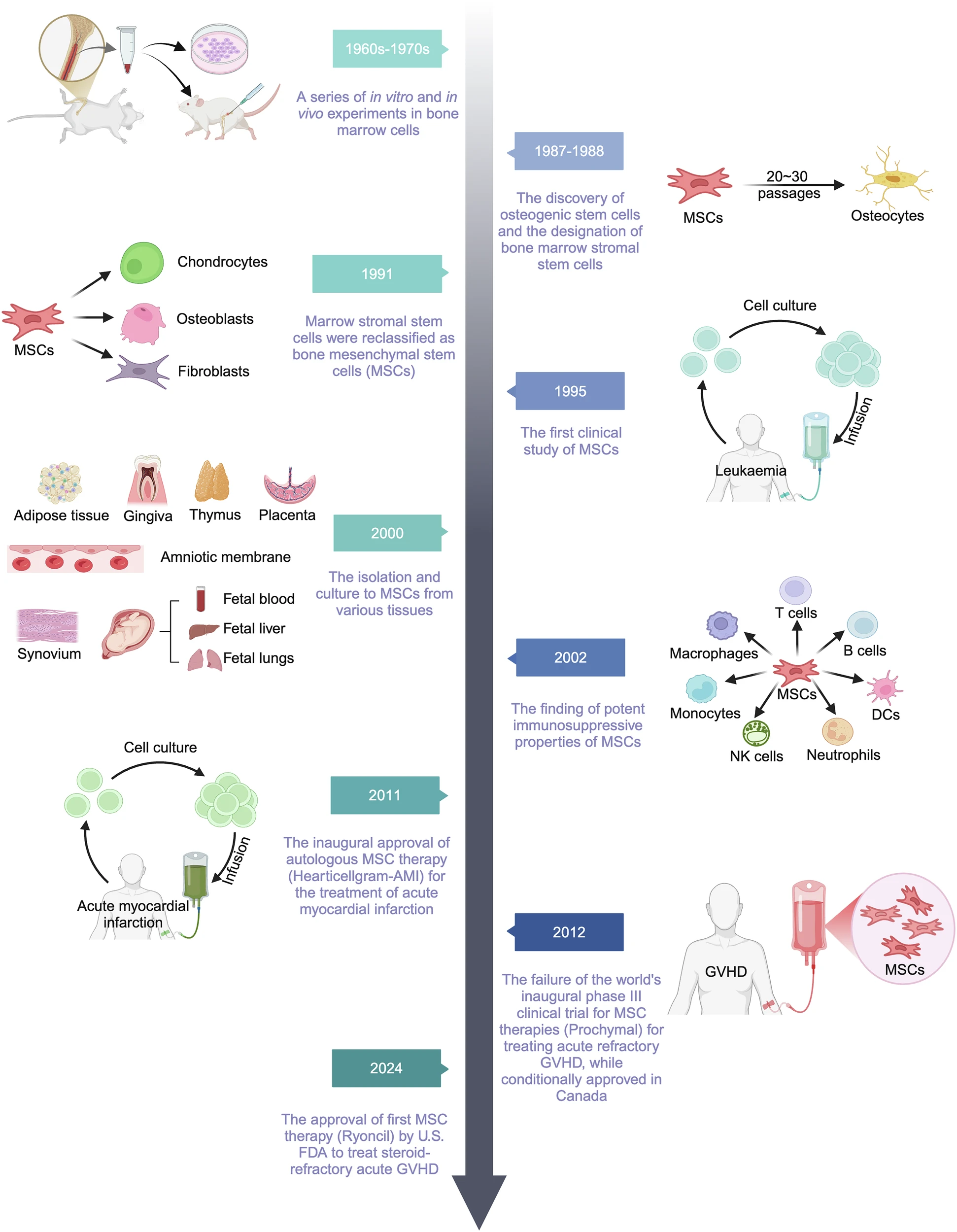 圖1：MSCs及其相關治療研究的歷史和里程碑。