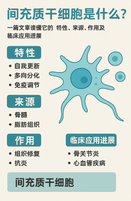 間充質干細胞是什么？一篇文章讀懂它的特性、來源、作用及臨床應用進展