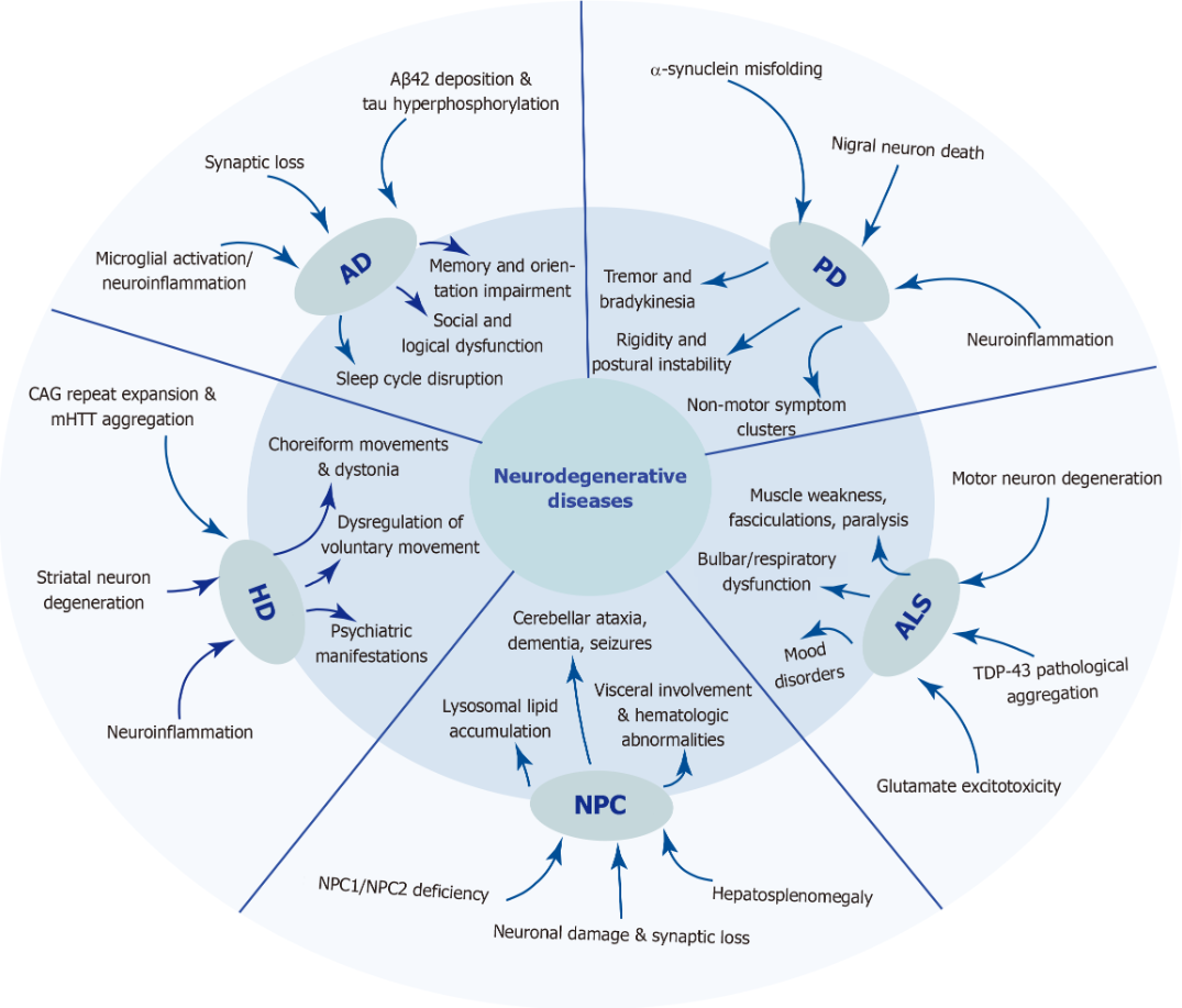 圖1：五種神經(jīng)退行性疾病的發(fā)病機制和臨床表現(xiàn)。 該圖總結了五種神經(jīng)退行性疾病復雜的病因和表型譜。