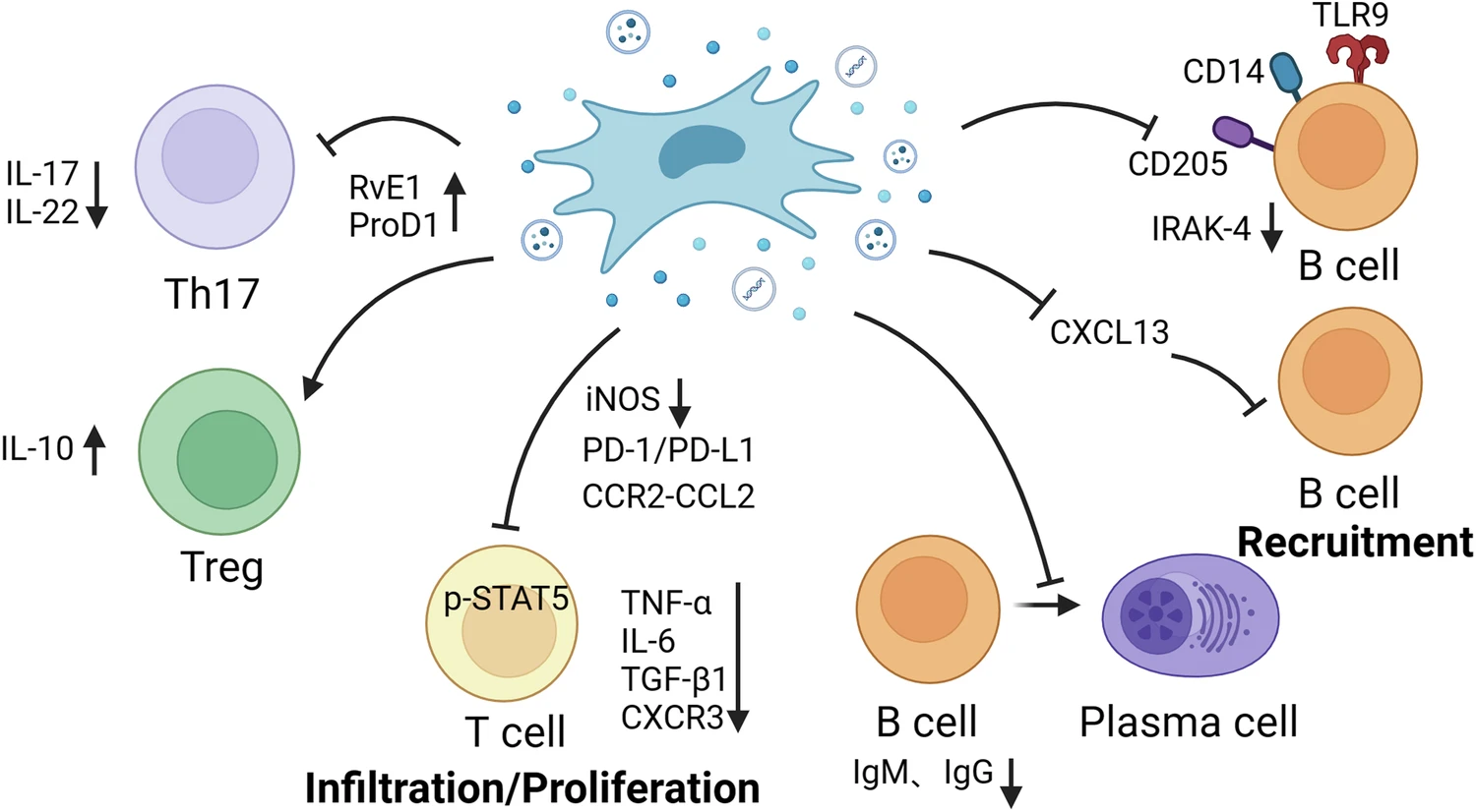 圖2：MSCs調(diào)節(jié)適應(yīng)性免疫細(xì)胞。
