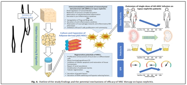 在實(shí)驗(yàn)中，研究人員觀察到ADMS1的表達(dá)增加與關(guān)節(jié)疼痛和炎癥之間的關(guān)系