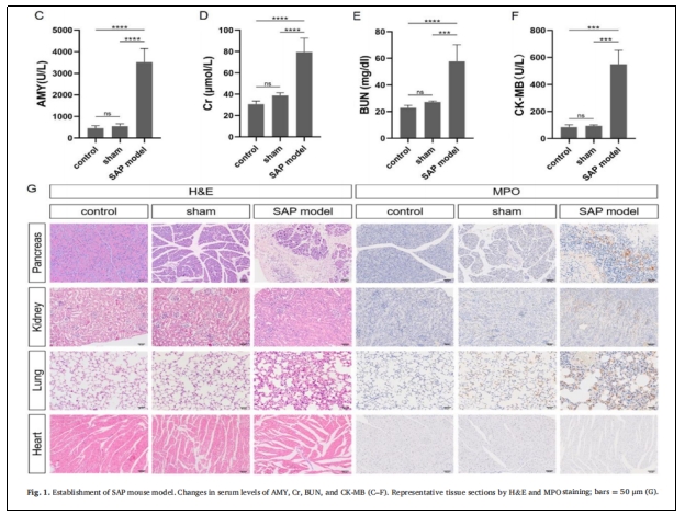 圖1：SAP小鼠模型的建立。