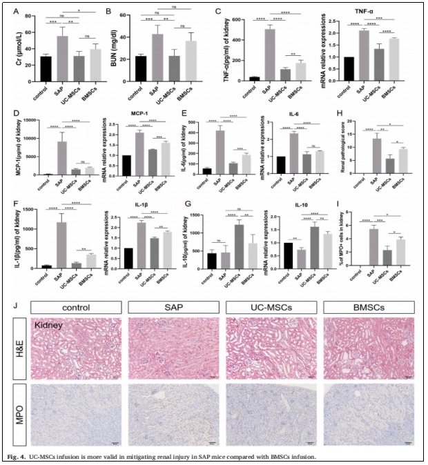 圖4：UC-MSCs輸注較BMSCs輸注更能有效減輕SAP小鼠的腎臟損傷。