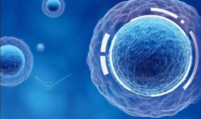 間充質(zhì)干細(xì)胞治療新策略：藥物遞送、腫瘤治療、免疫調(diào)節(jié)與臨床轉(zhuǎn)化的應(yīng)用前景