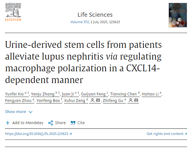 患者尿液來(lái)源的干細(xì)胞通過(guò)CXCL14依賴性方式調(diào)節(jié)巨噬細(xì)胞極化，從而緩解狼瘡性腎炎