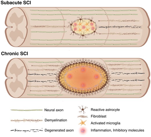 圖2：脊髓損傷后亞急性期和慢性期的病理特征。