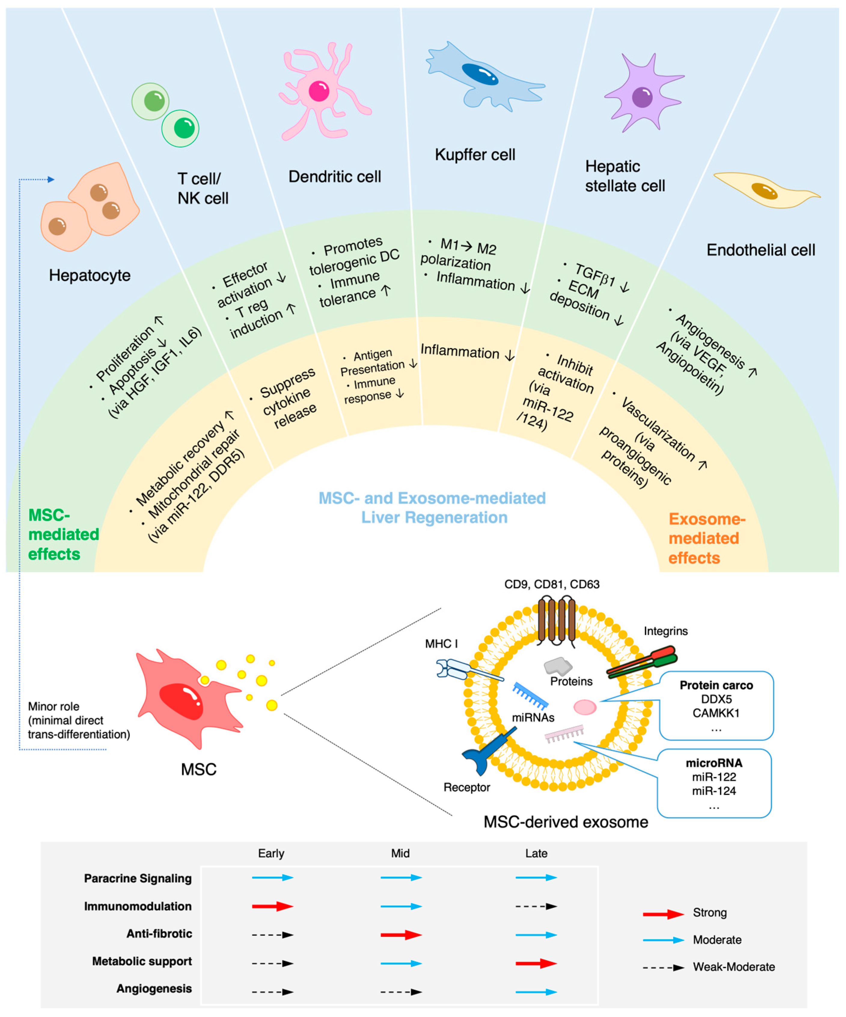 圖1：MSC介導的肝臟再生機制。MSC的作用并非嚴格按順序發(fā)生，而是多個過程相互重疊，其優(yōu)勢程度取決于肝損傷和修復的不同階段。