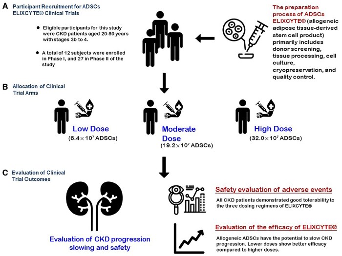 該圖文摘要總結(jié)了ELIXCYTE臨床試驗(yàn)，重點(diǎn)介紹了慢性腎臟?。–KD）患者的招募、異體脂肪干細(xì)胞（ADSCs）低劑量、中劑量和高劑量組的分配以及療效評估。試驗(yàn)證實(shí)了良好的安全性，延緩了CKD的進(jìn)展，并在較低劑量下顯示出更佳的療效，凸顯了ELIXCYTE在CKD治療中的治療潛力。